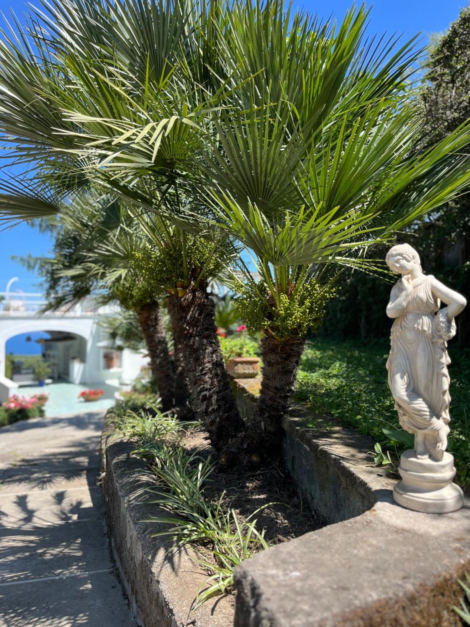 Hotel Sorrento Olive Tree Garden Zewnętrze zdjęcie