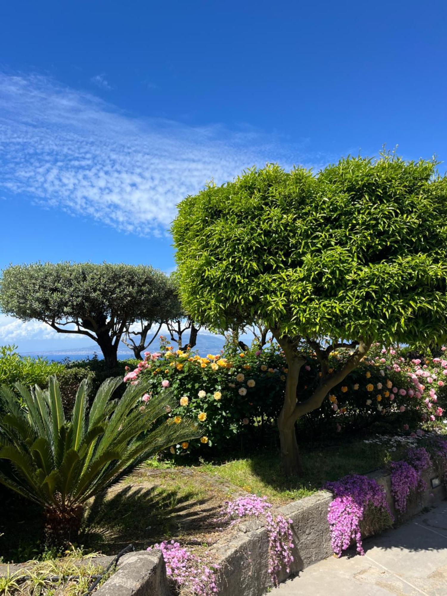 Hotel Sorrento Olive Tree Garden Zewnętrze zdjęcie